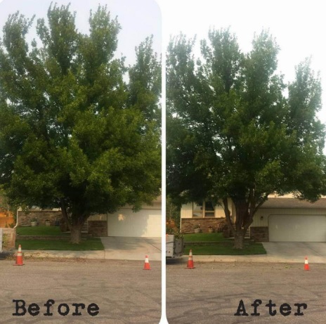 before after cedar tree