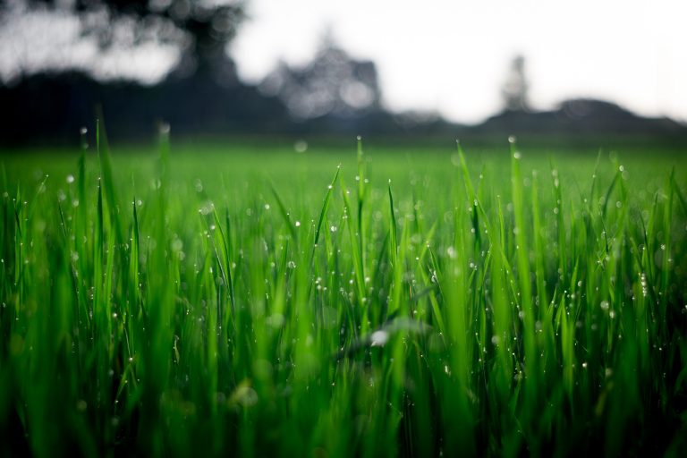 10 Tips For A Greener And Healthier Lawn