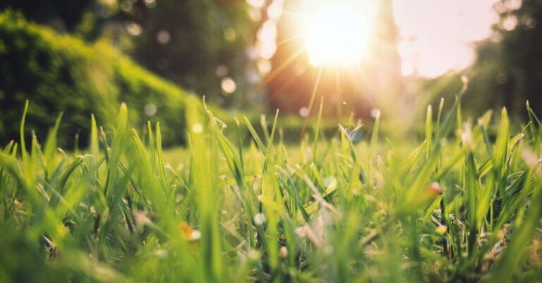 Taking the Guesswork Out of Lawn Care: A Yearly Guide